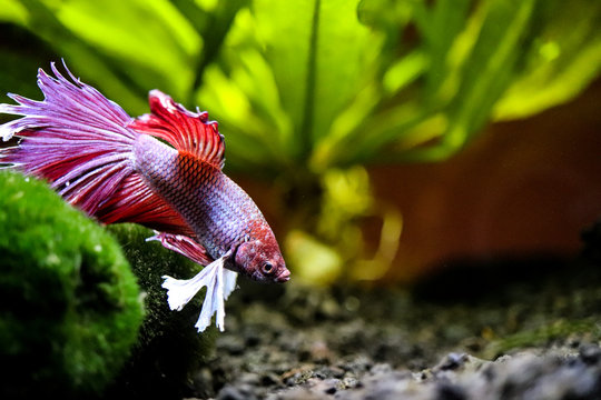 Fish